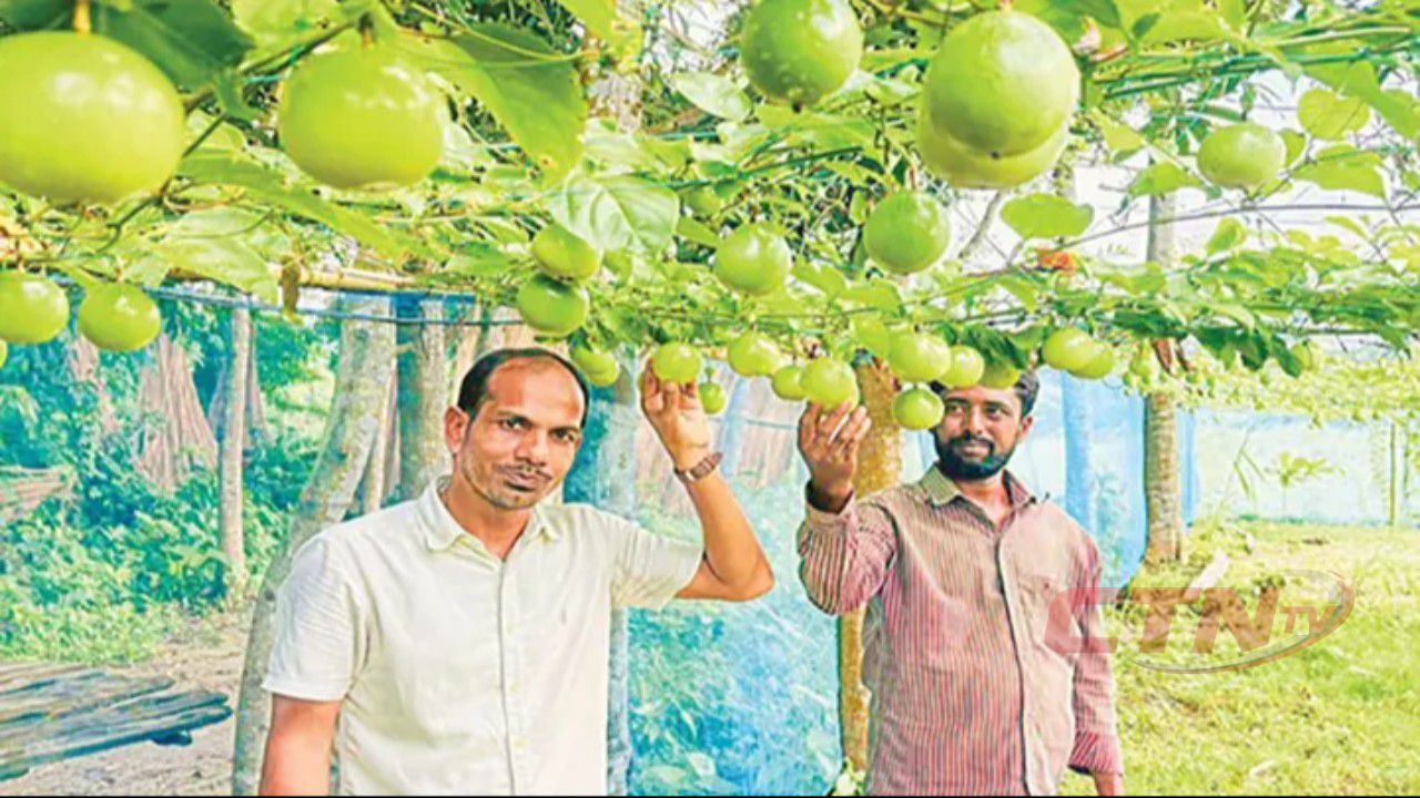 কম খরচে আনারকলি চাষে সাফল্য, দুই বিঘায় ১৫ লাখ টাকার আশা কৃষকের