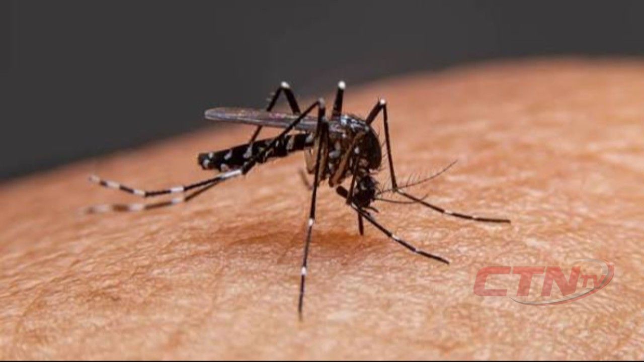 ডেঙ্গুতে আরও ৬ জনের মৃত্যু, হাসপাতালে ভর্তি ১৬০৮